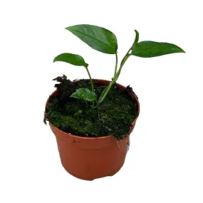 15 cm  Epipremnum Skeleton Key House Plant 10,5 cm Pot