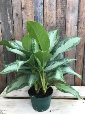 Aglaonema Silver Bay